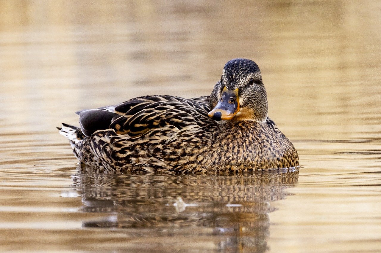 The Best Places to Visit for Wildlife Viewing in South America